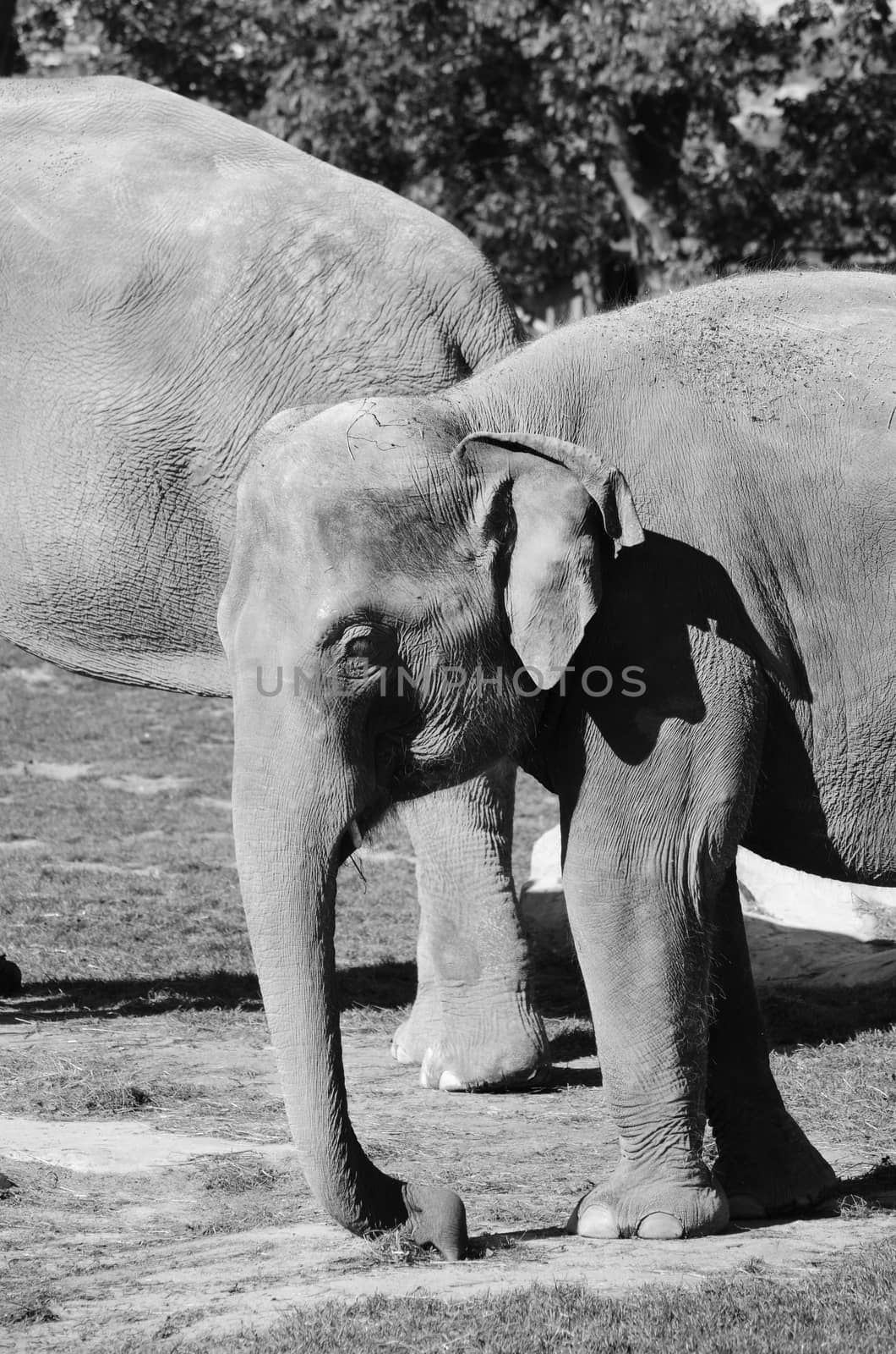 elephants by sarkao