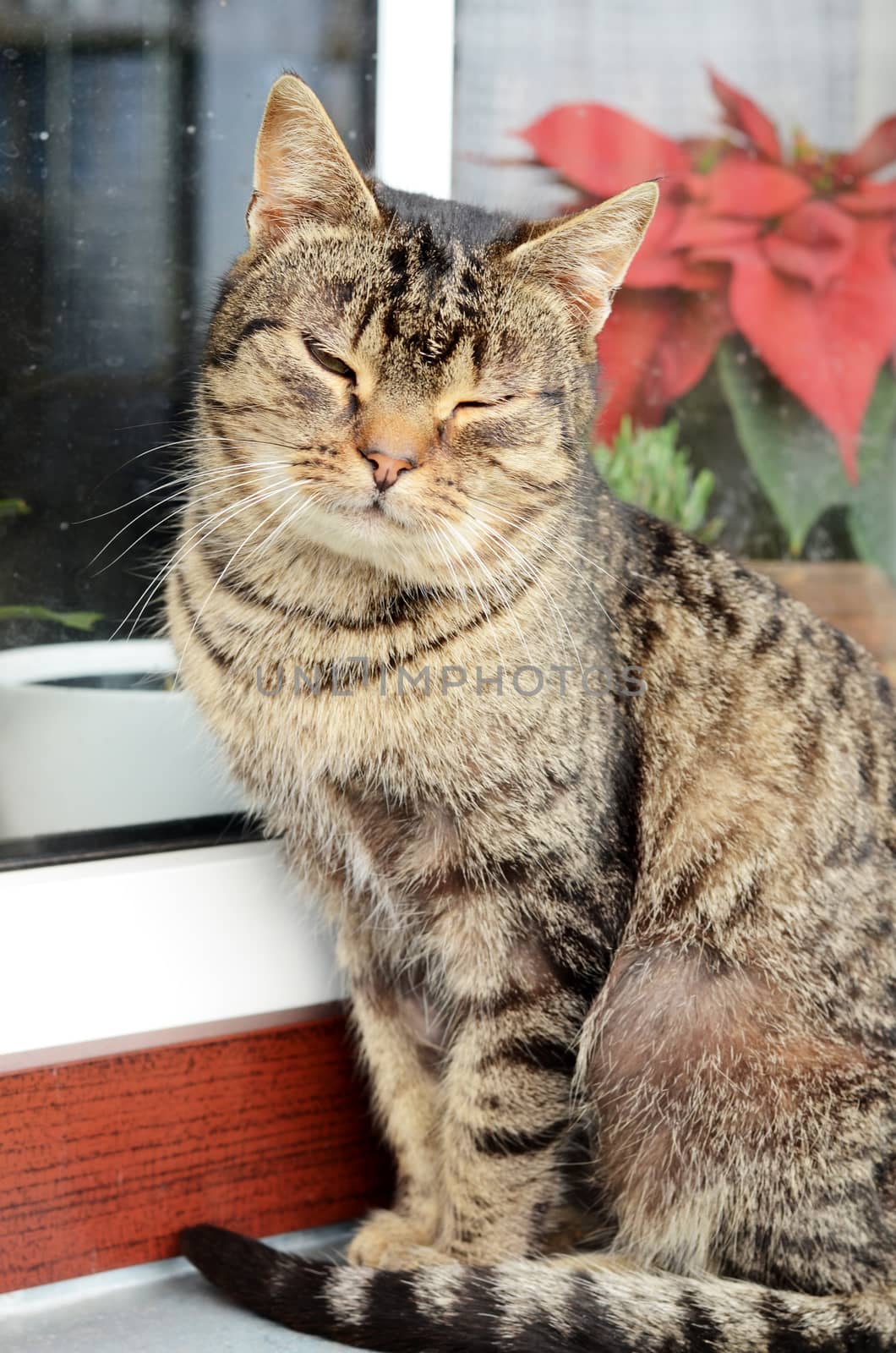 cat