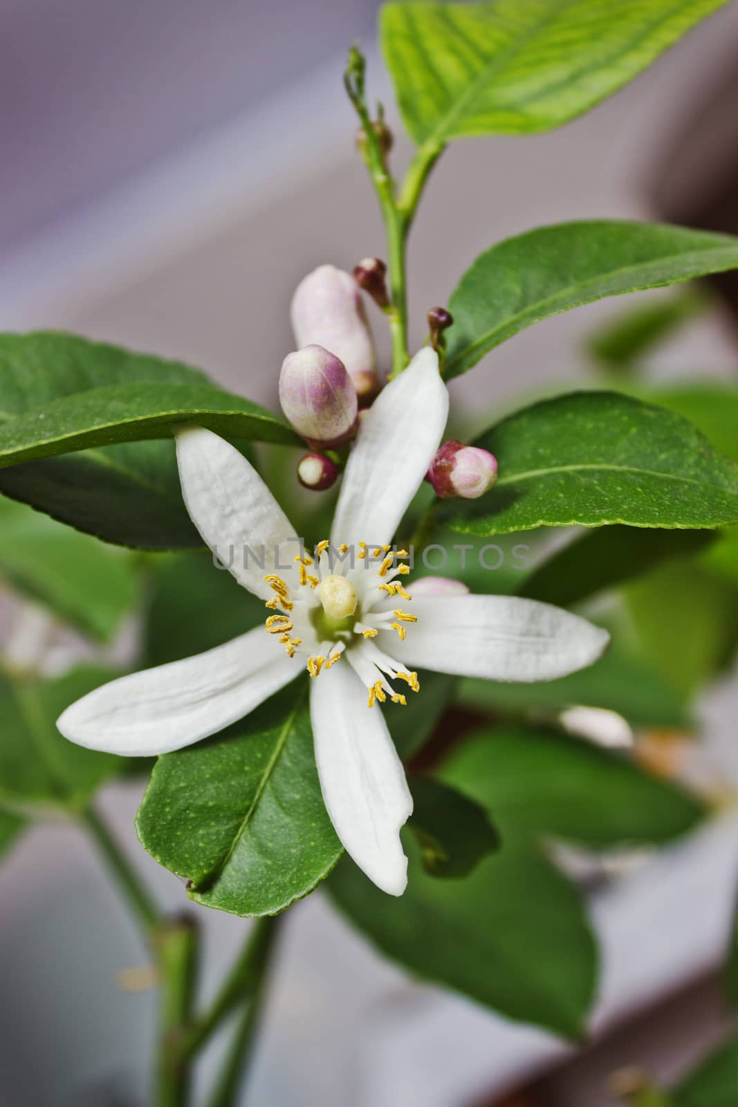 Flower and buds of lemon tree home form