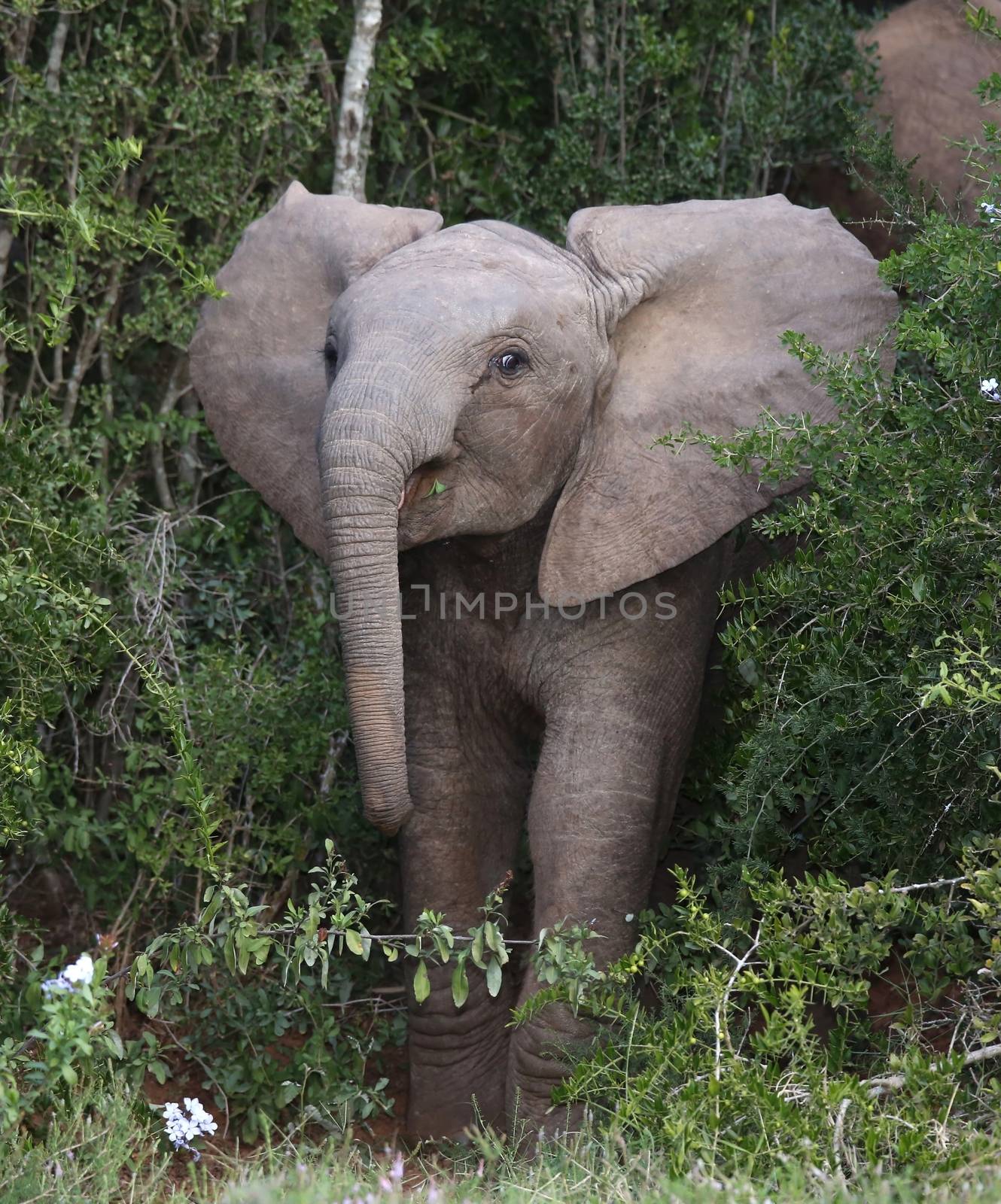 Baby elephant mock chaging out of the African bush