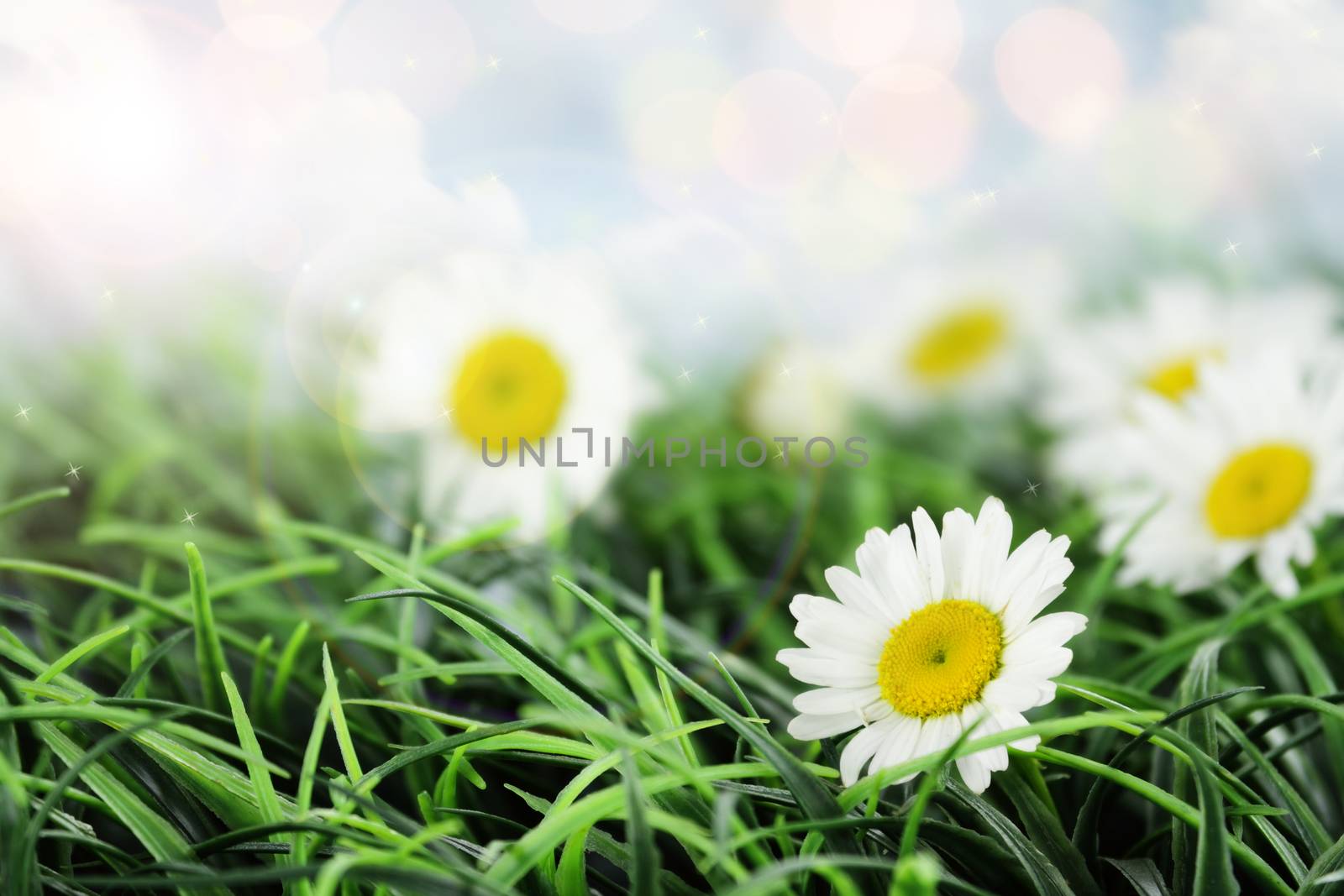 Beautiful white daisies in a field of grass. Shallow depth of field.