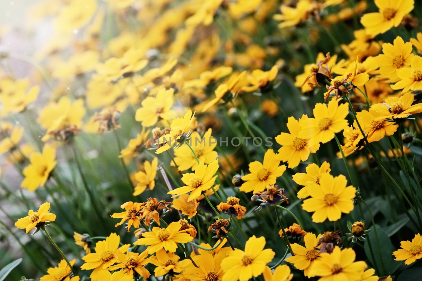 Coreopsis by StephanieFrey
