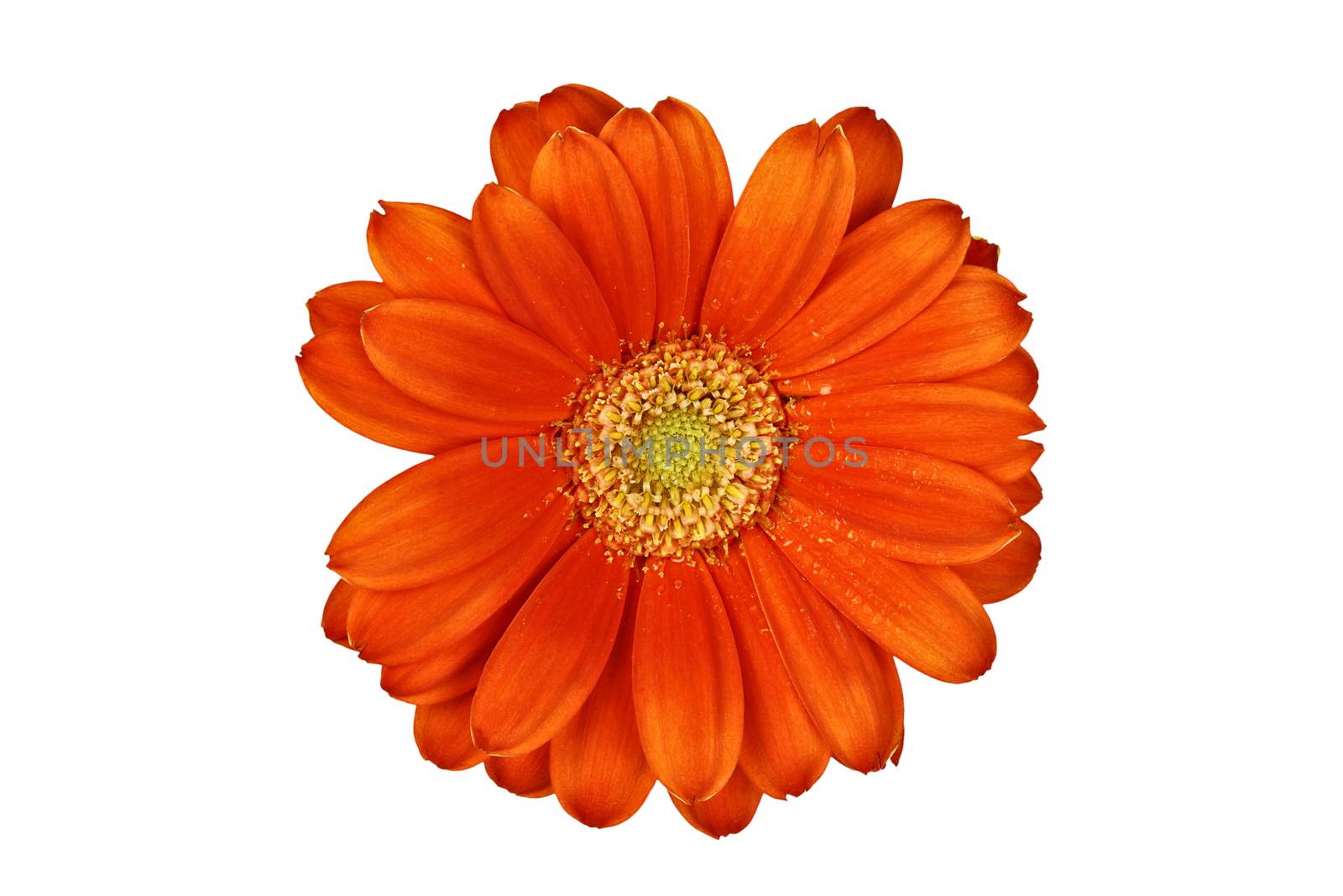 Isolated gerber daisy macro over white with clipping path included.