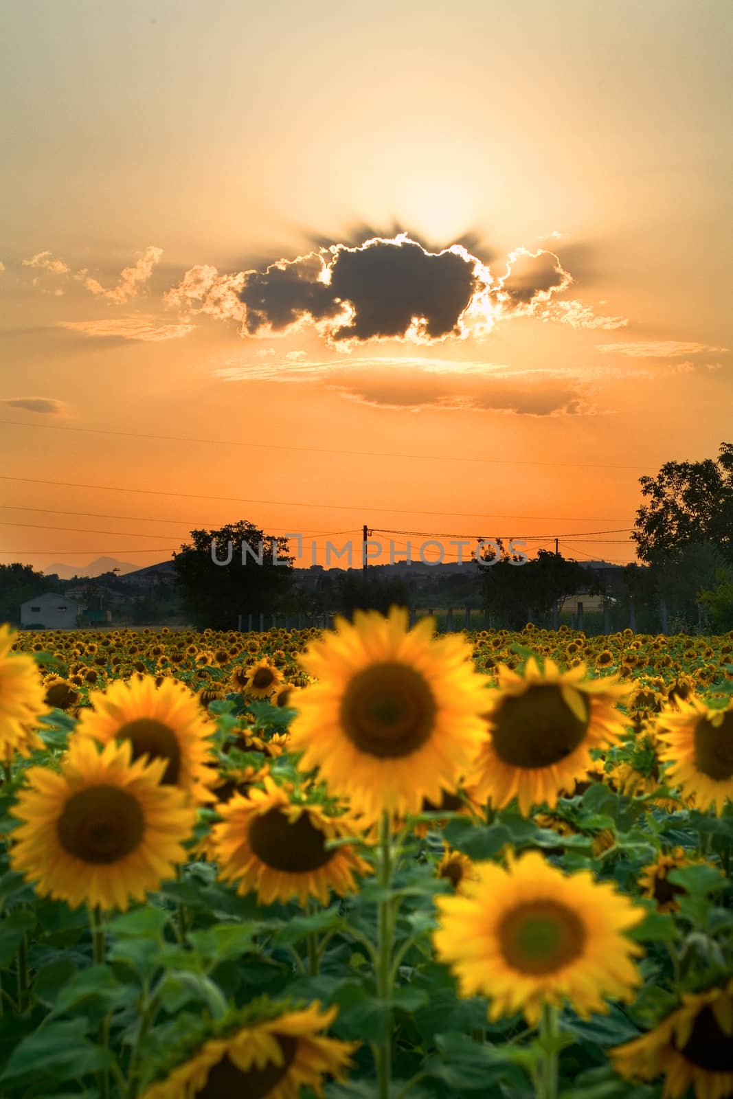 sunflower background