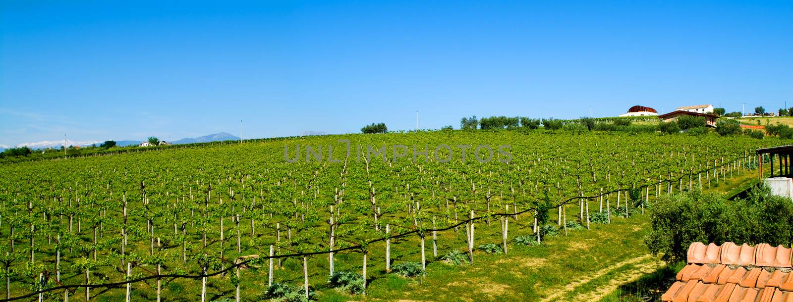 vineyard by pixphotos