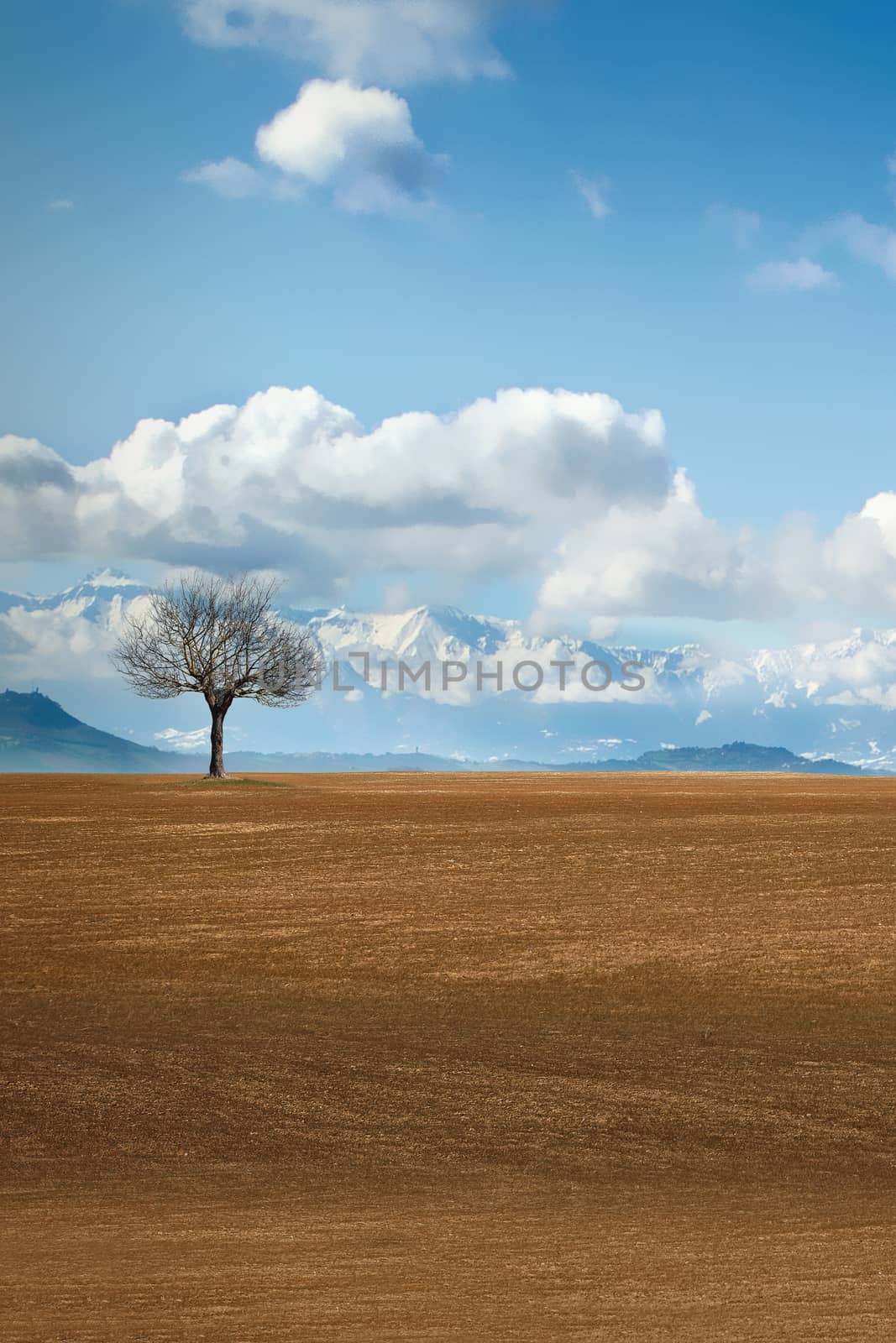 landscape with single tree