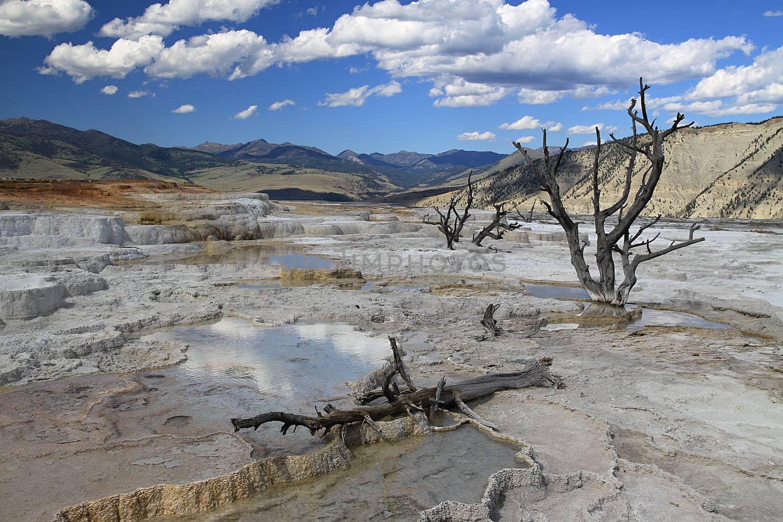 Mammoth Hot Springs in Yellowstone National Park with dead trees