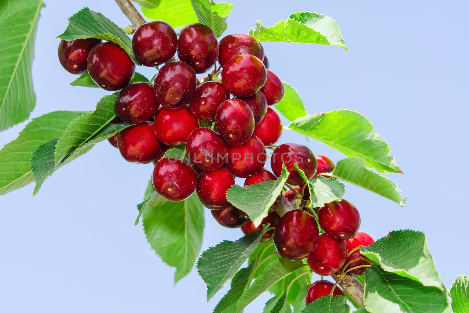 Branch of cherry tree with ripe tasty sweet berries and leaves against clear blue sky