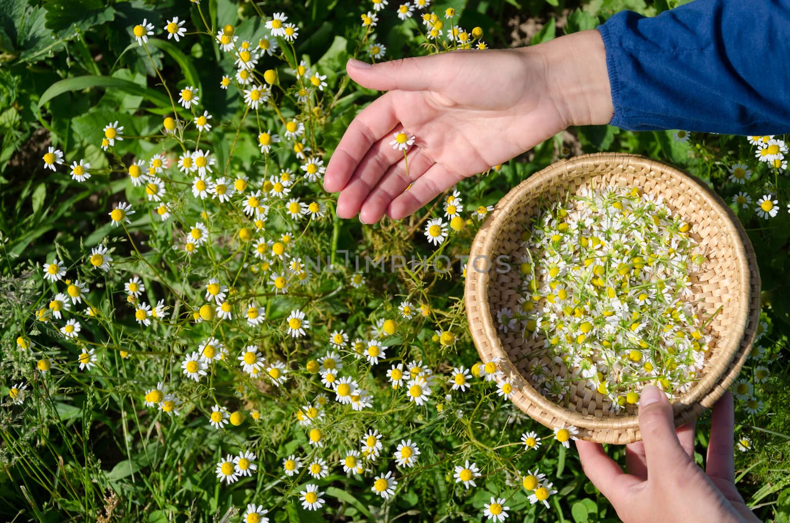 Hand pick chamomile herbal flower blooms to dish by sauletas
