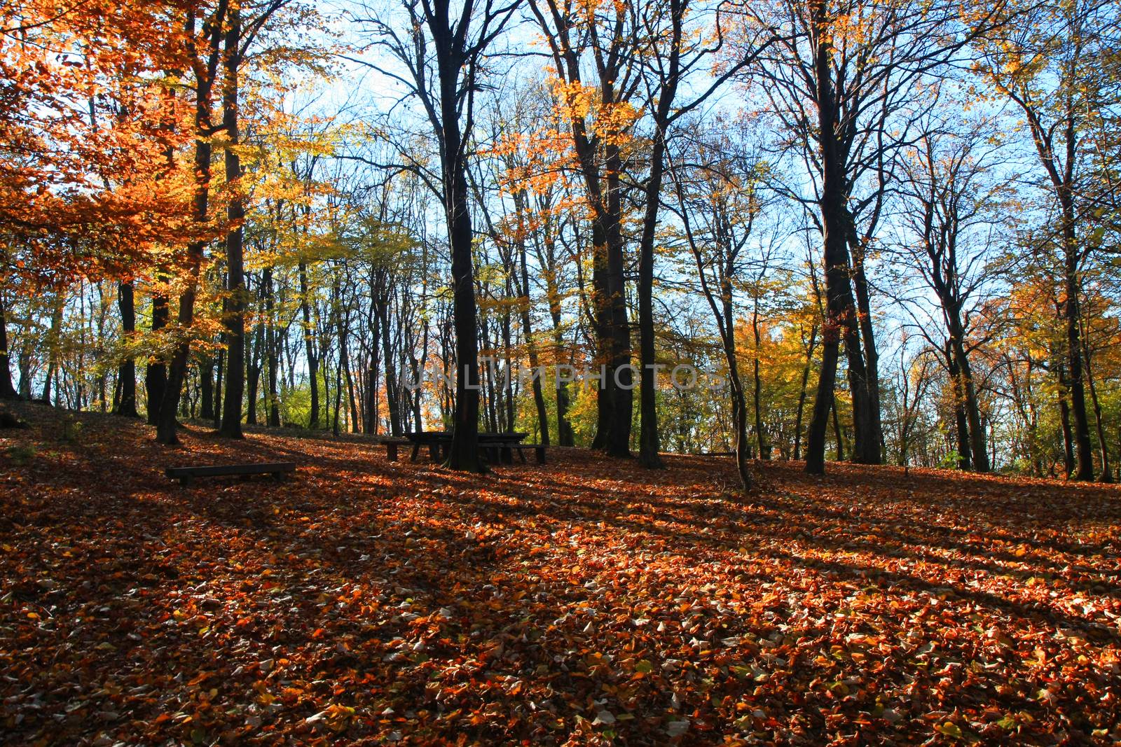 Forest on the mountain Avala close to serbian capital,Belgrade