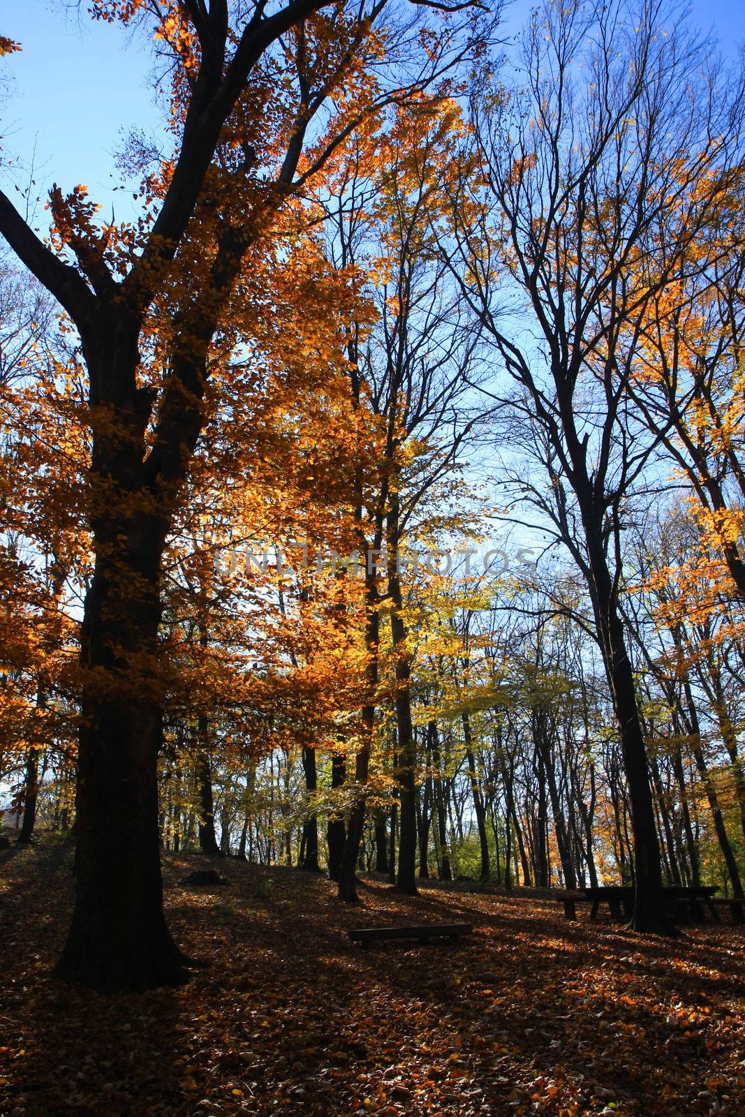 Forest on the mountain Avala close to serbian capital,Belgrade