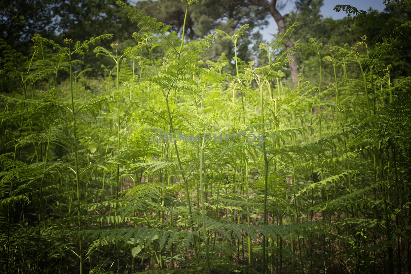 Ferns  in the Pialassa della Baiona brackish lagoon near Marina Romea along the  Adriatic seaside in Ravenna (Italy)