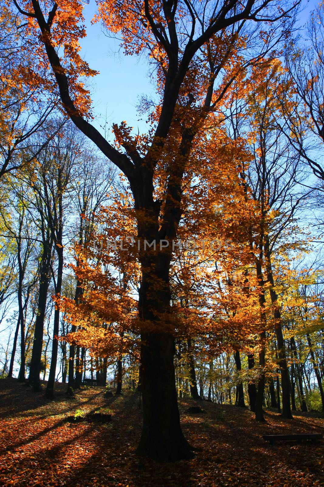 Forest on the mountain Avala close to Serbian capital,Belgrade