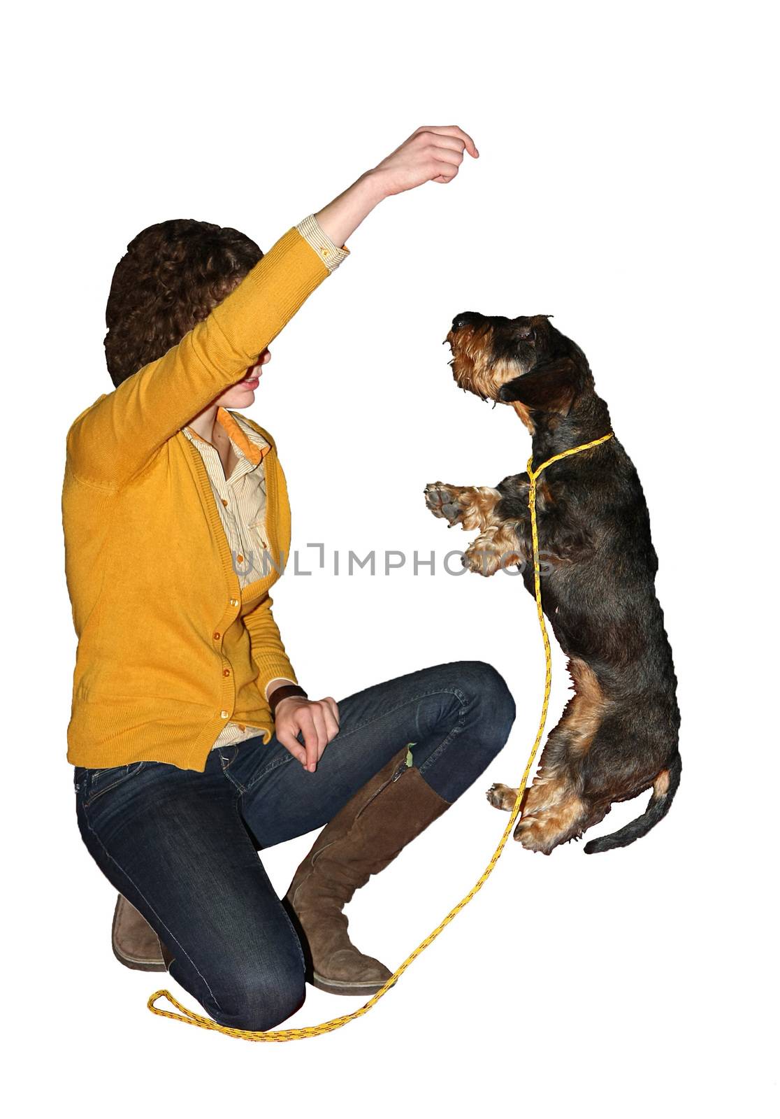 Young girl and her wirehaired dachshund showing skills at  International Dog Show,CACIB, Beograd,Serbia,white background