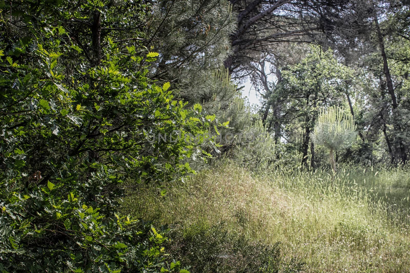 Plants in the pinewood forest along the Pialassa della Baiona brackish lagoon near Marina Romea on the  Adriatic seaside in Ravenna (Italy)