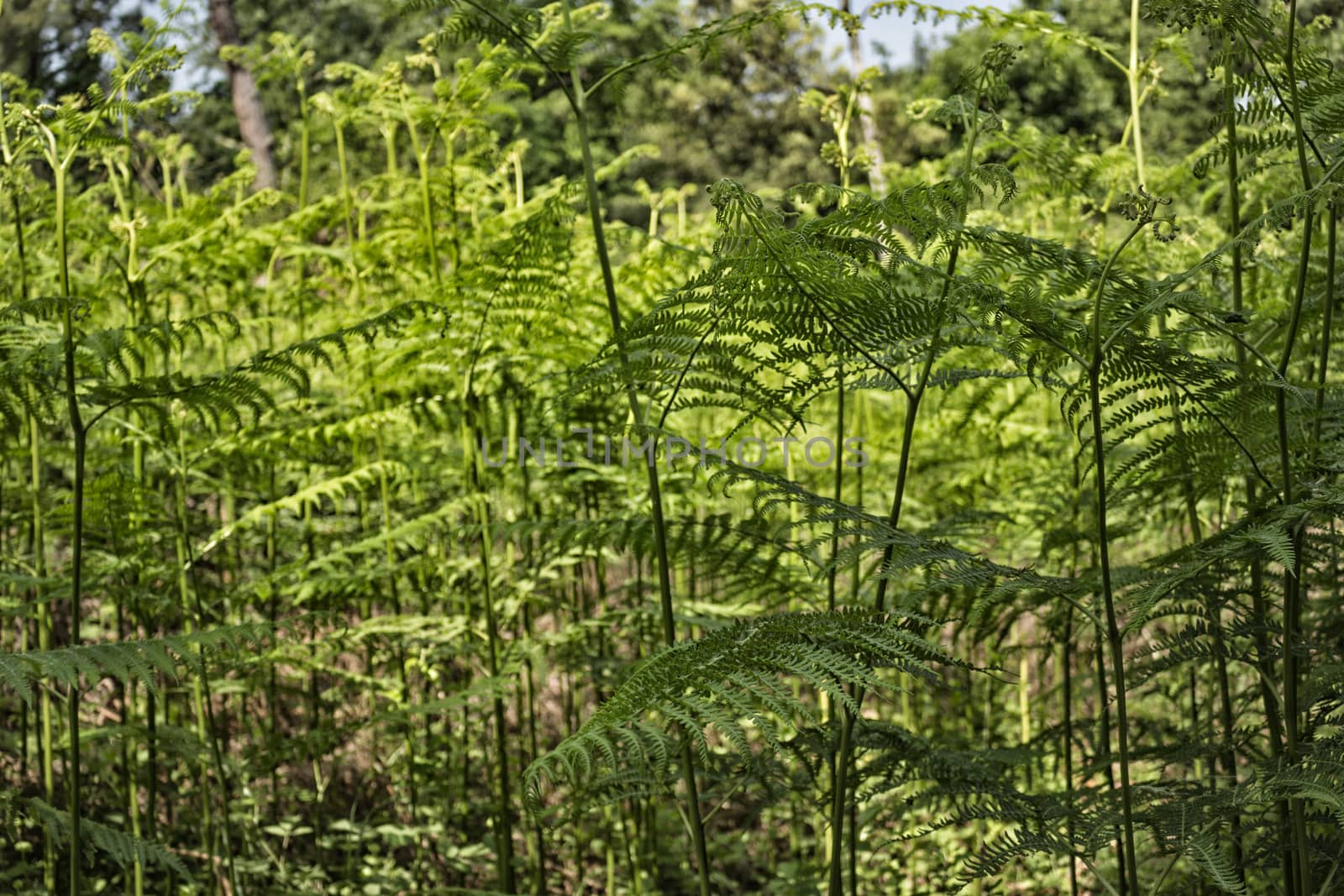 Ferns  in the Pialassa della Baiona brackish lagoon near Marina Romea along the  Adriatic seaside in Ravenna (Italy)