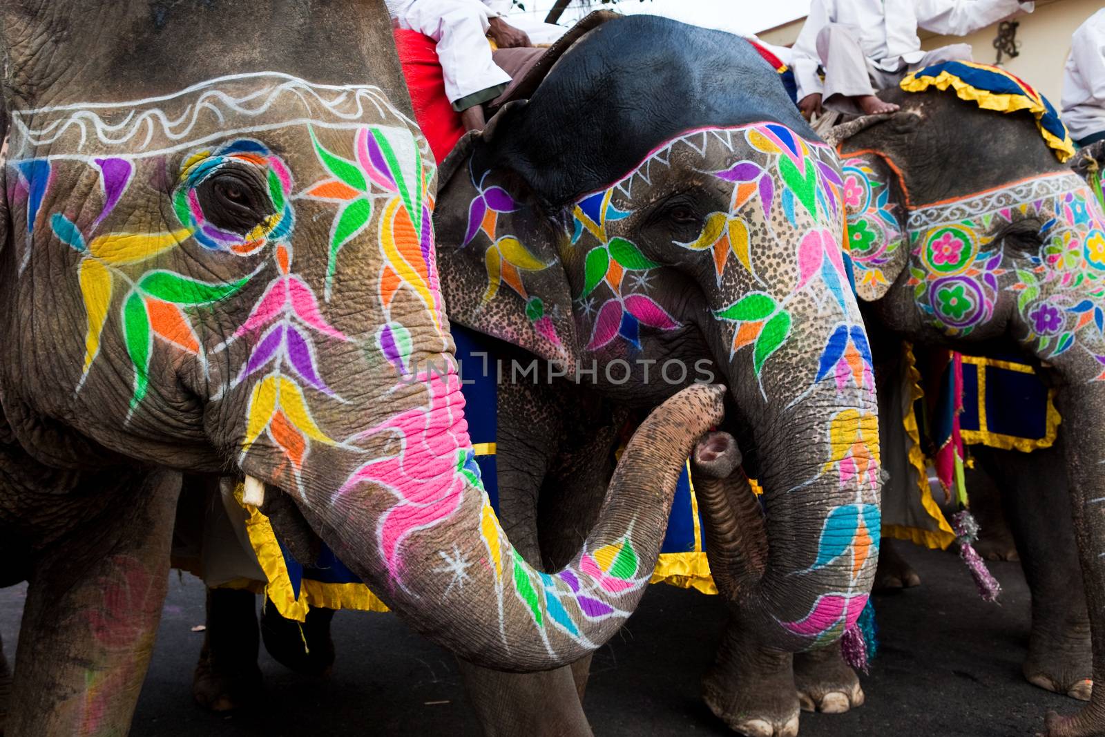 Jaipur, India - March 29, 2009: painted elephants in the celebration of the Gangaur festival