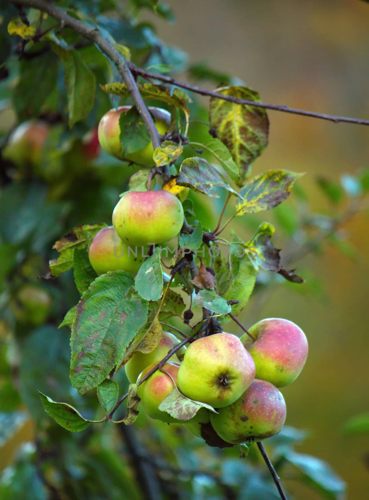 Close up of green and red apples on a tree branch