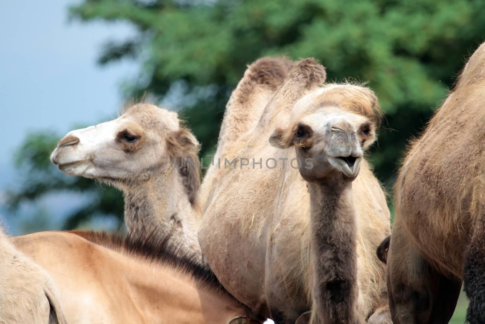 Several camel heads in front of trees