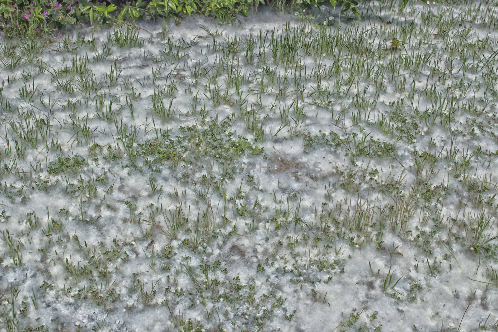 Poplar white snowlike hairs in the Pinewood forest on the Pialassa della Baiona brackish lagoon near Marina Romea along te  Adriatic seaside in Ravenna (Italy)