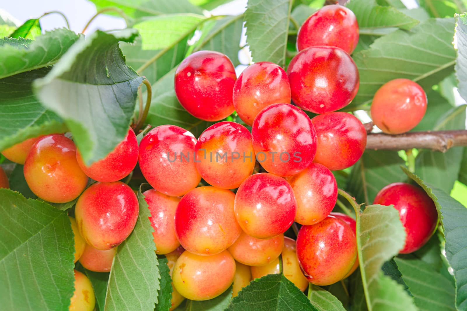 Vivid rainier white cherry berry closeup on tree branch