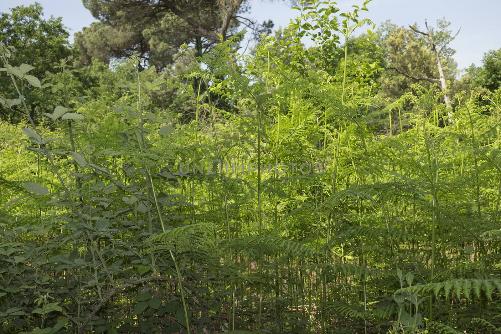 Ferns  in the Pialassa della Baiona brackish lagoon near Marina Romea along the  Adriatic seaside in Ravenna (Italy)