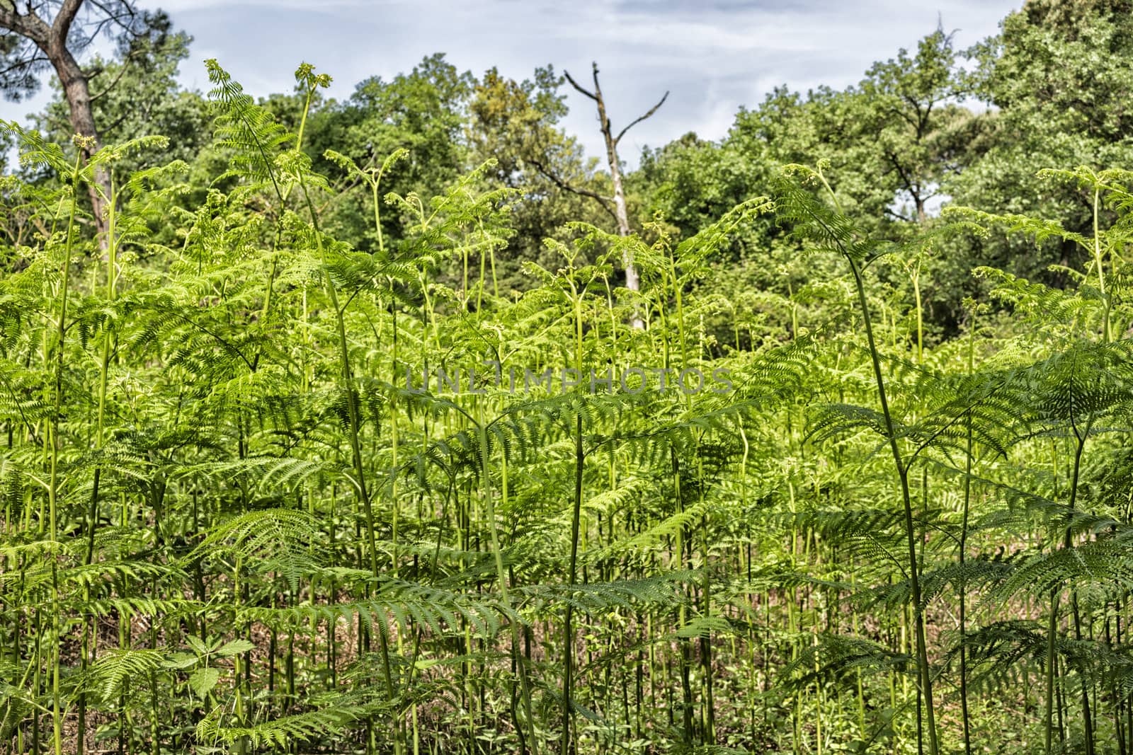 Ferns  in the Pialassa della Baiona brackish lagoon near Marina Romea along the  Adriatic seaside in Ravenna (Italy)