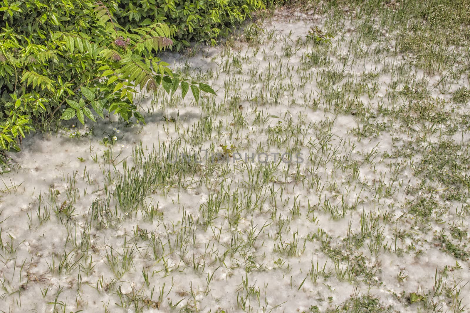 Poplar white snowlike hairs in the Pinewood forest on the Pialassa della Baiona brackish lagoon near Marina Romea along te  Adriatic seaside in Ravenna (Italy)