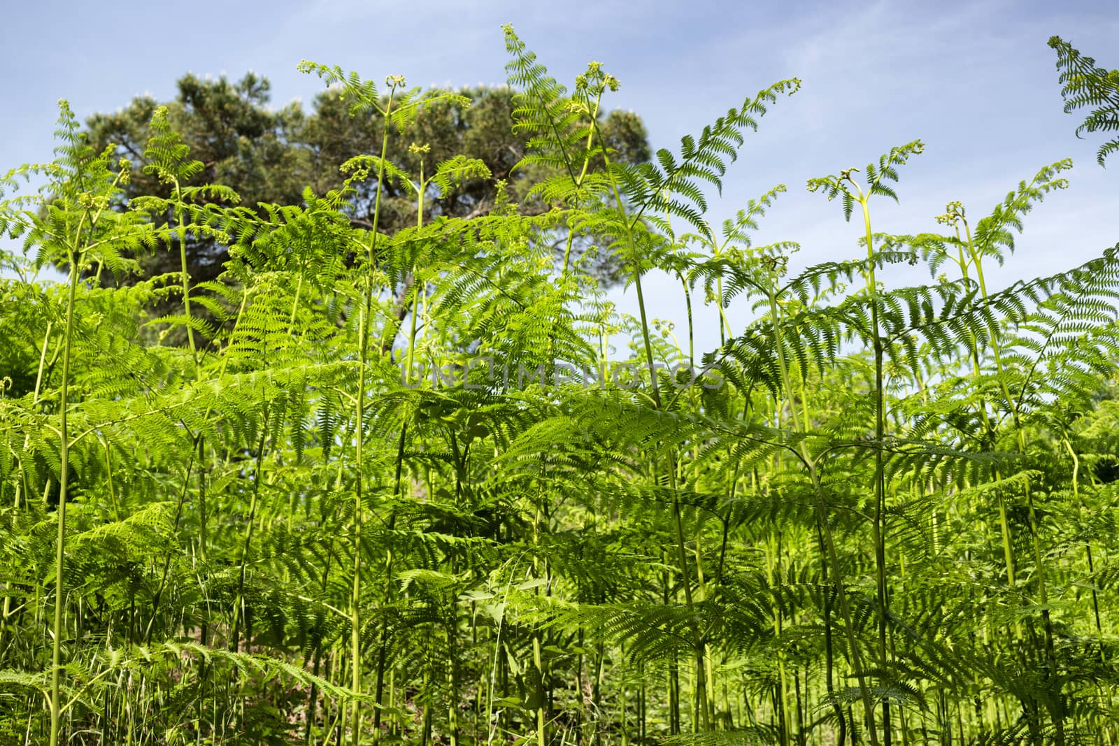 Ferns  in the Pialassa della Baiona brackish lagoon near Marina Romea along the  Adriatic seaside in Ravenna (Italy)