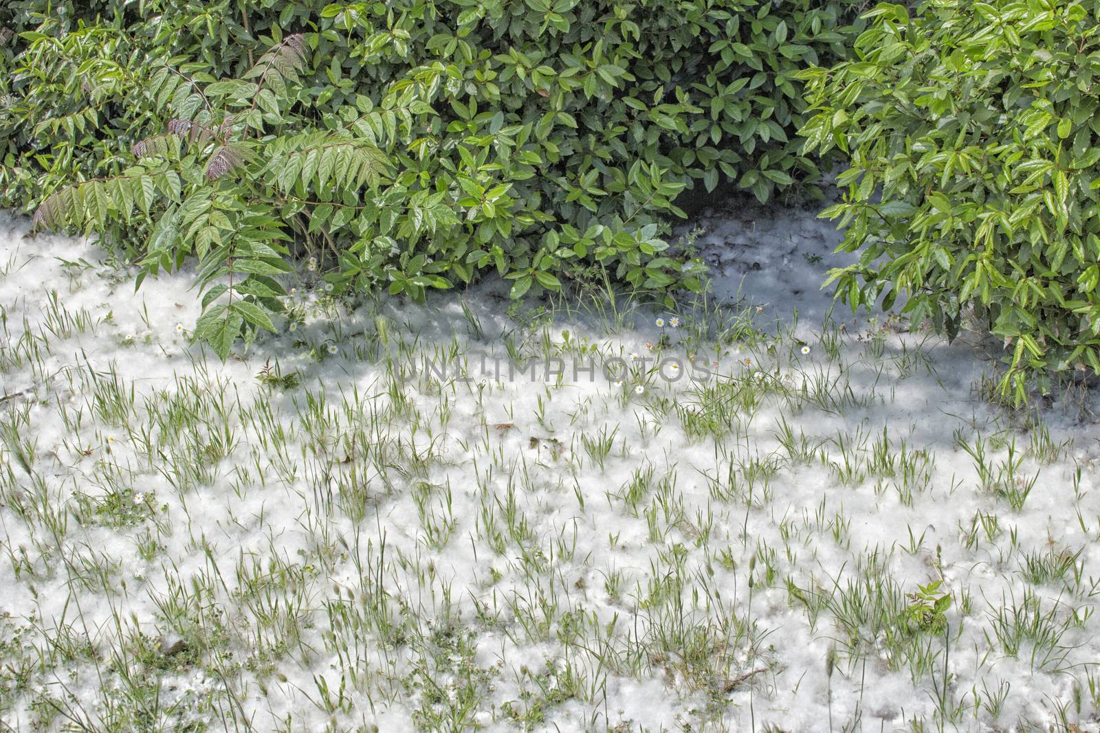 Poplar white snowlike hairs in the Pinewood forest on the Pialassa della Baiona brackish lagoon near Marina Romea along te  Adriatic seaside in Ravenna (Italy)