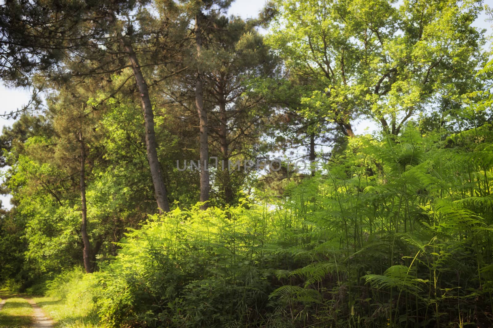 Ferns  in the Pialassa della Baiona brackish lagoon near Marina Romea along the  Adriatic seaside in Ravenna (Italy)