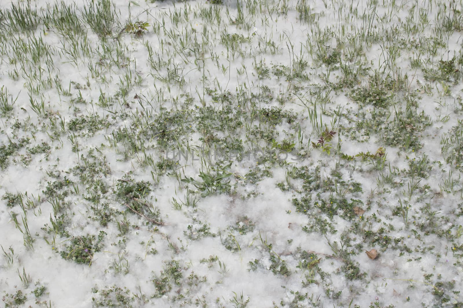 Poplar white snowlike hairs in the Pinewood forest on the Pialassa della Baiona brackish lagoon near Marina Romea along te  Adriatic seaside in Ravenna (Italy)