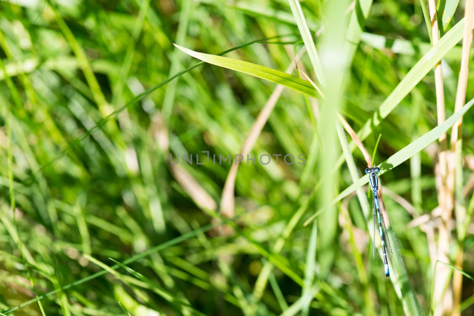 Coenagrion Dragonfly sitting on a leaf of green grass