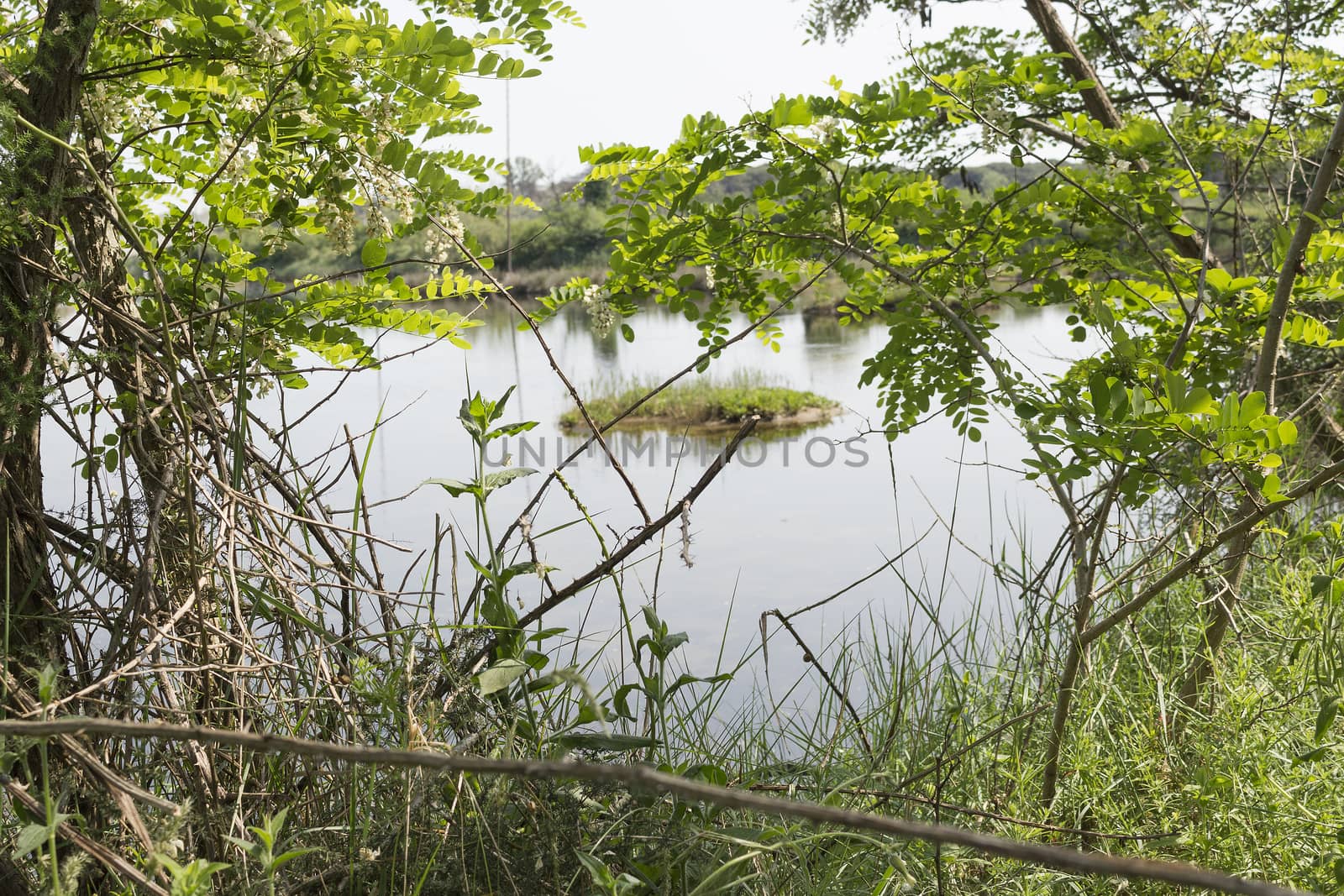 Plants in the Pialassa della Baiona brackish lagoon near Marina Romea on the  Adriatic seaside in Ravenna (Italy)