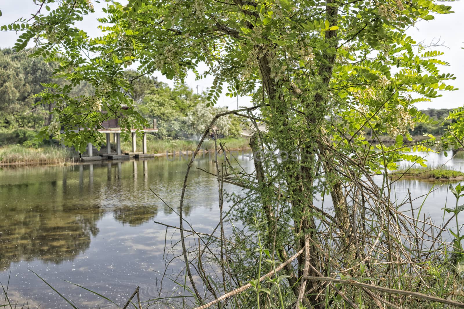 Plants in the Pialassa della Baiona brackish lagoon near Marina Romea on the  Adriatic seaside in Ravenna (Italy)