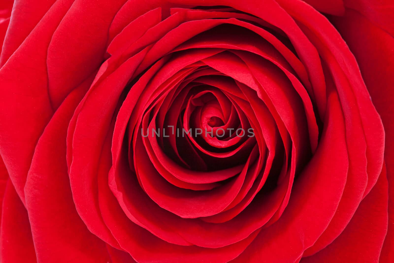 Wallpaper of beautiful red rose in closeup