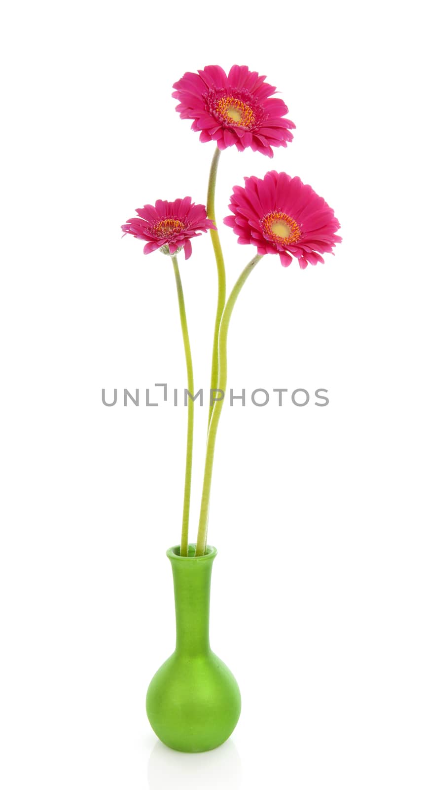 Three pink Gerber flowers in green vase over white background