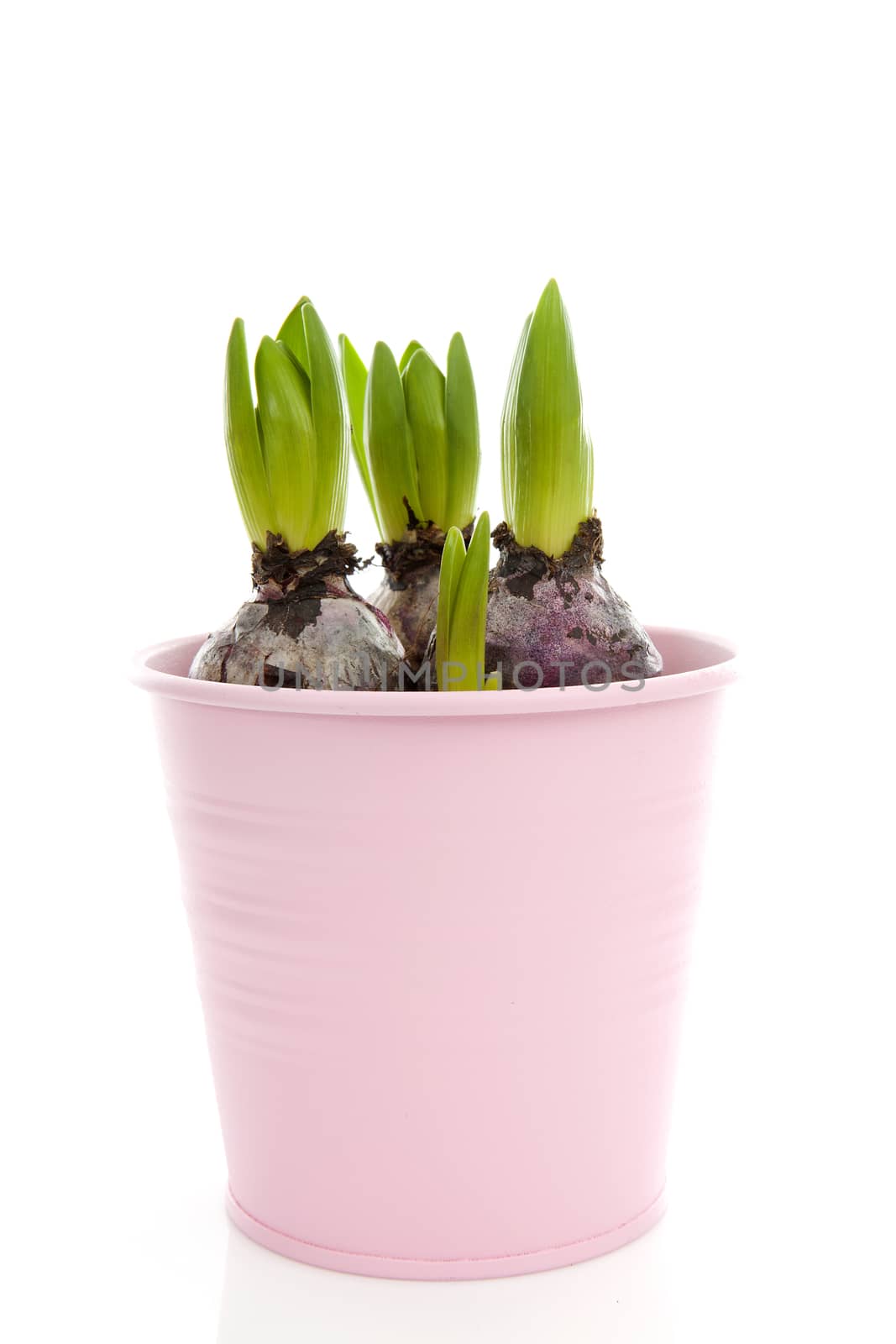 Bud of hyacinth flower in pink pot over white background 