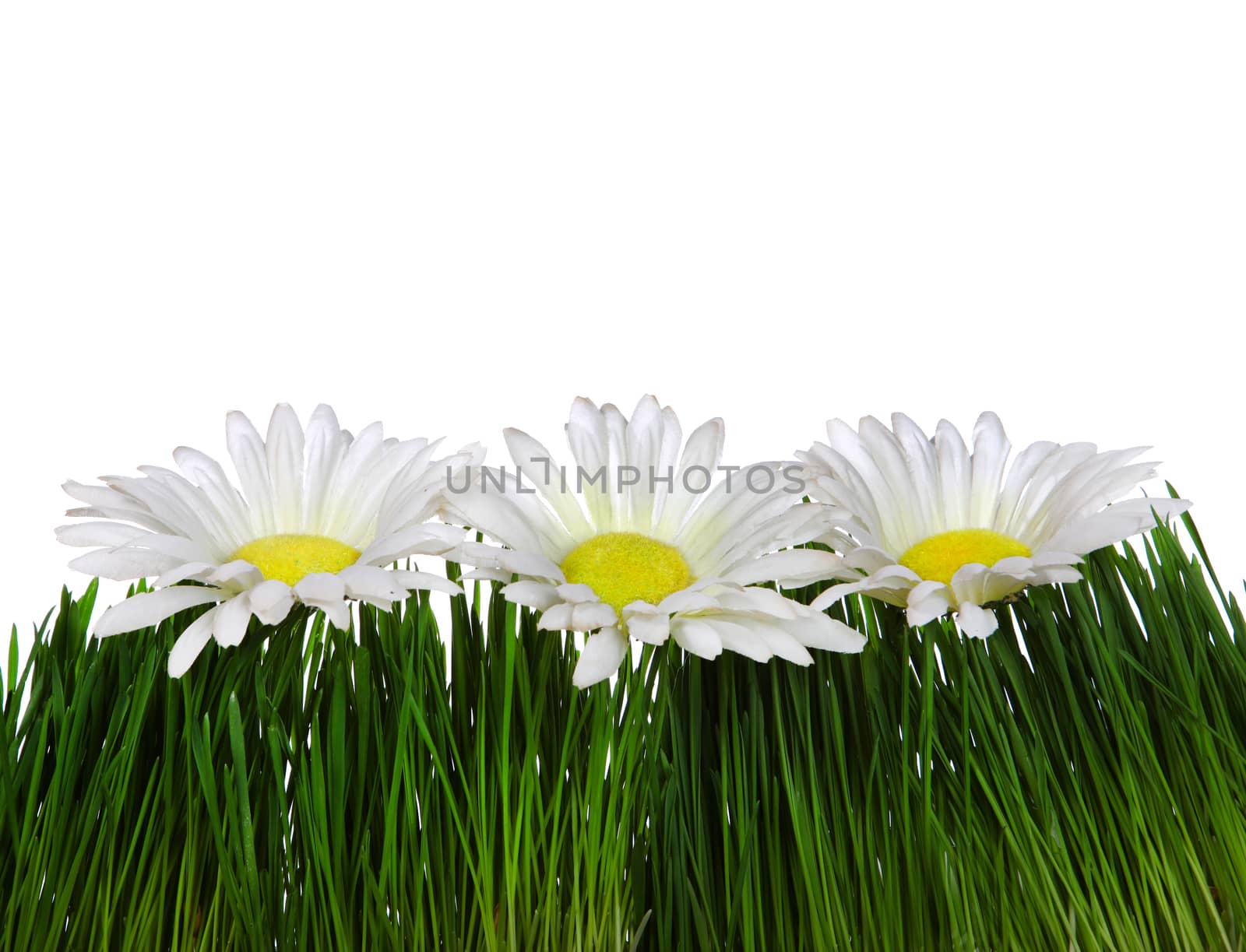 Three Flowers on the Grass on the White Background Closeup