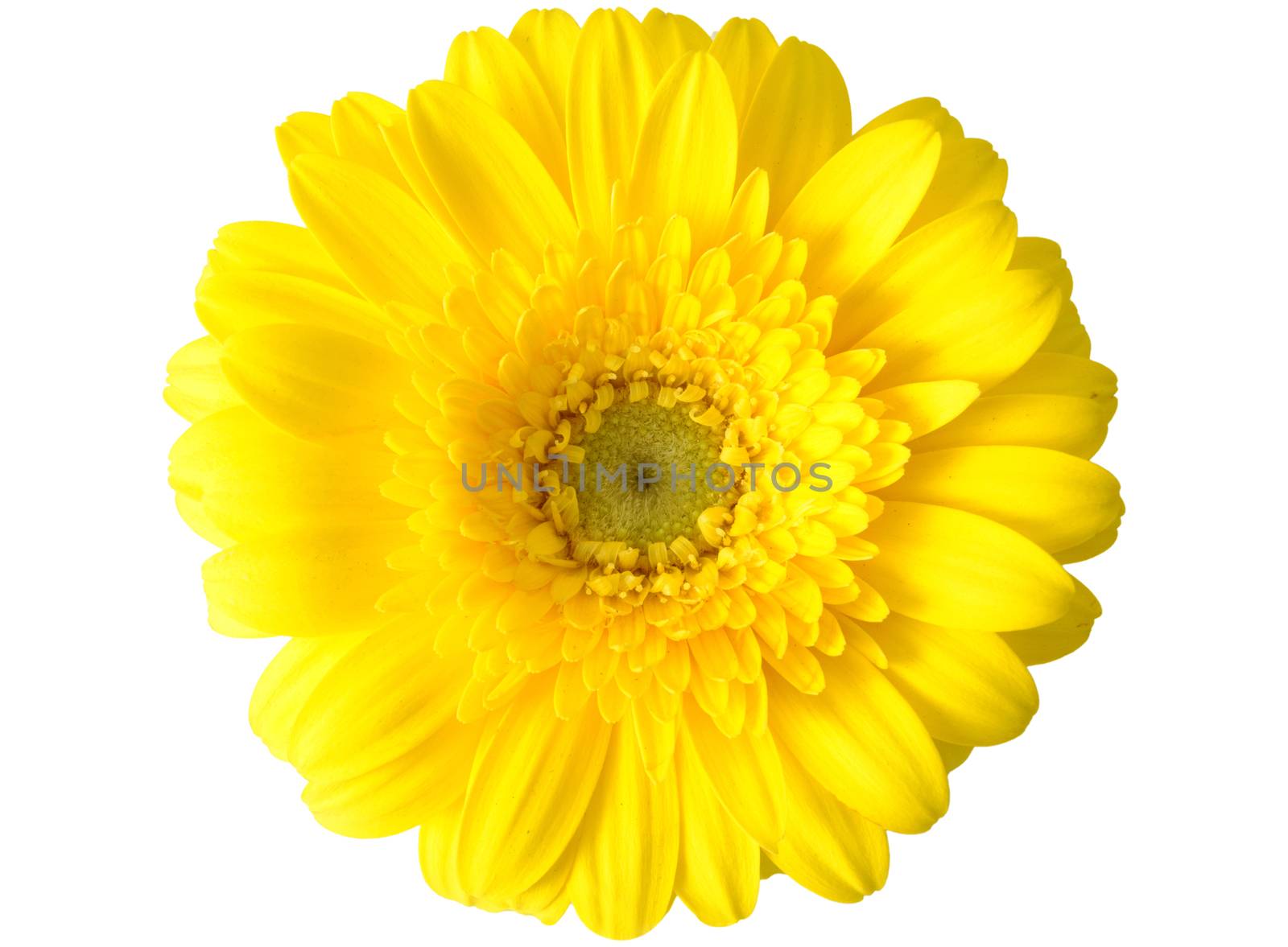 Yellow gerbera daisy over a white background