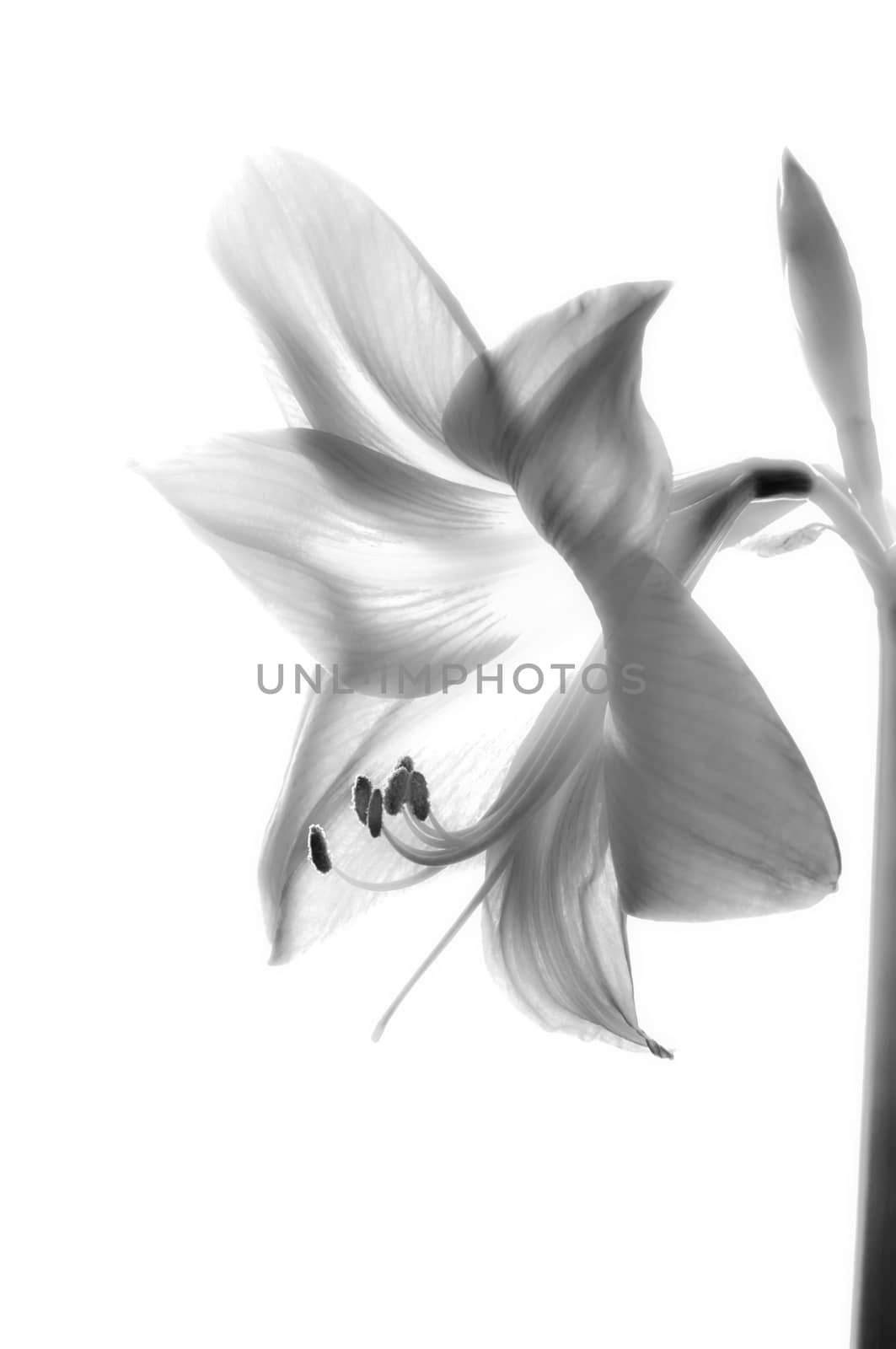 Amarilis flower in black and white