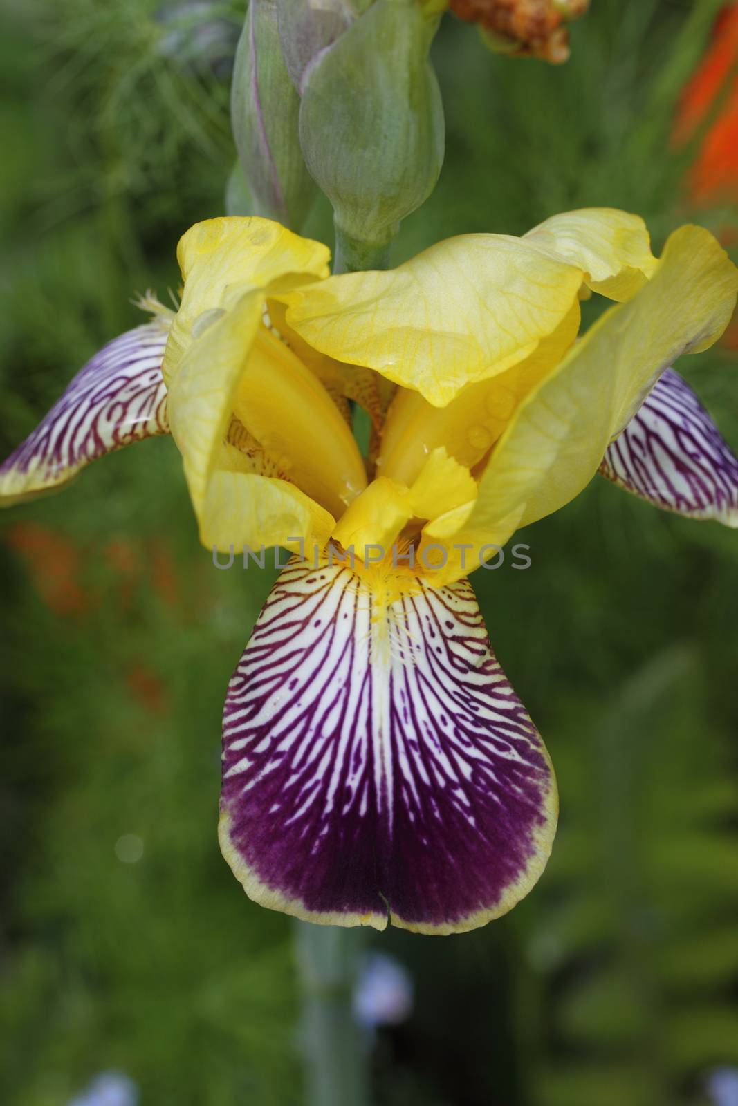 Bearded iris by mitzy