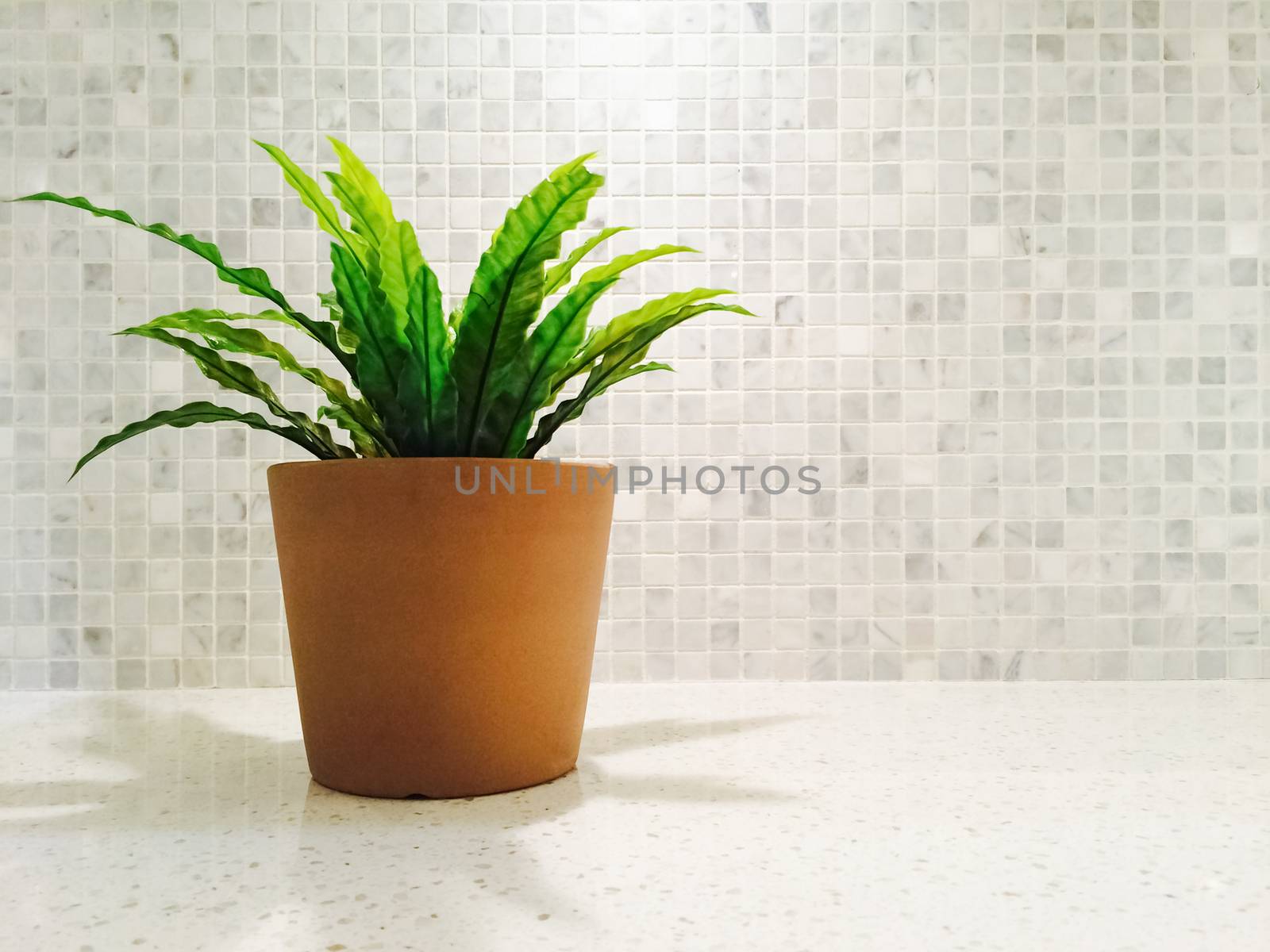 Green plant in the bright kitchen with tiles decor.