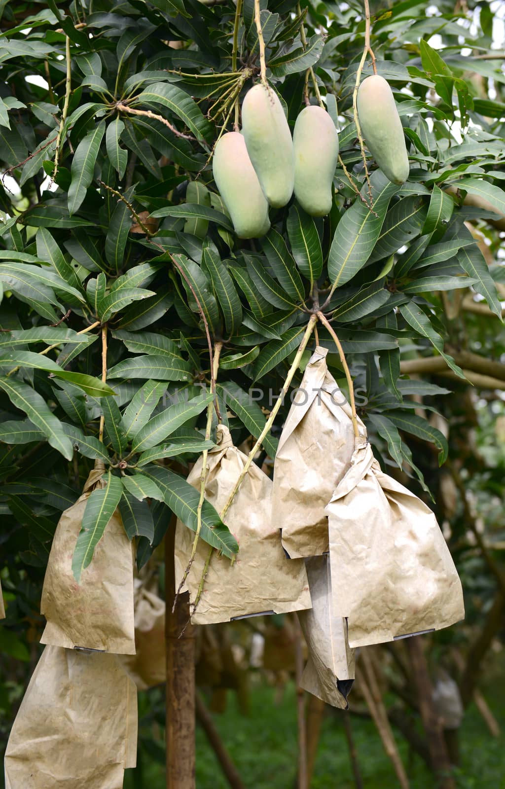 fresh mango on tree in the orchard