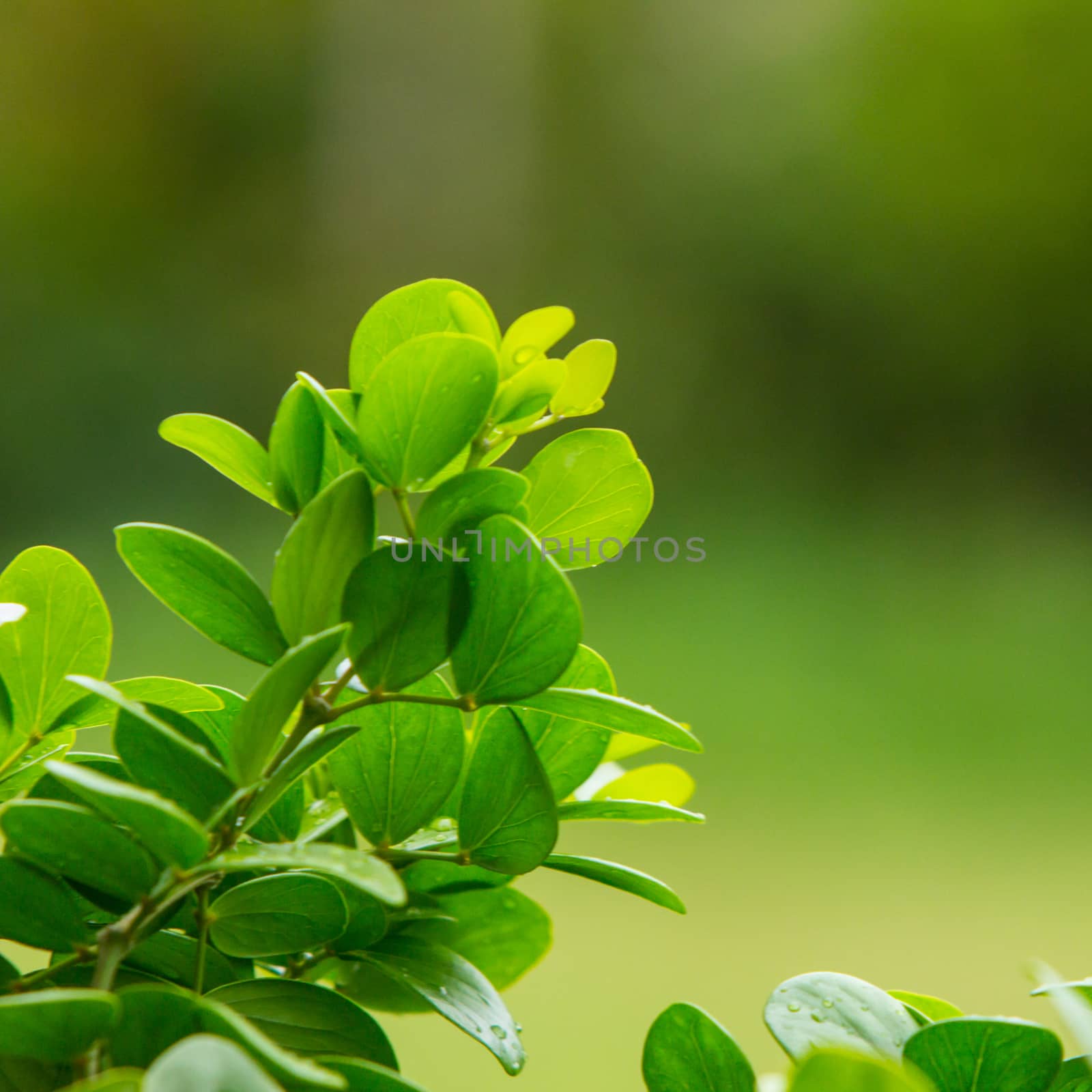 Branch leaves on natural with green background