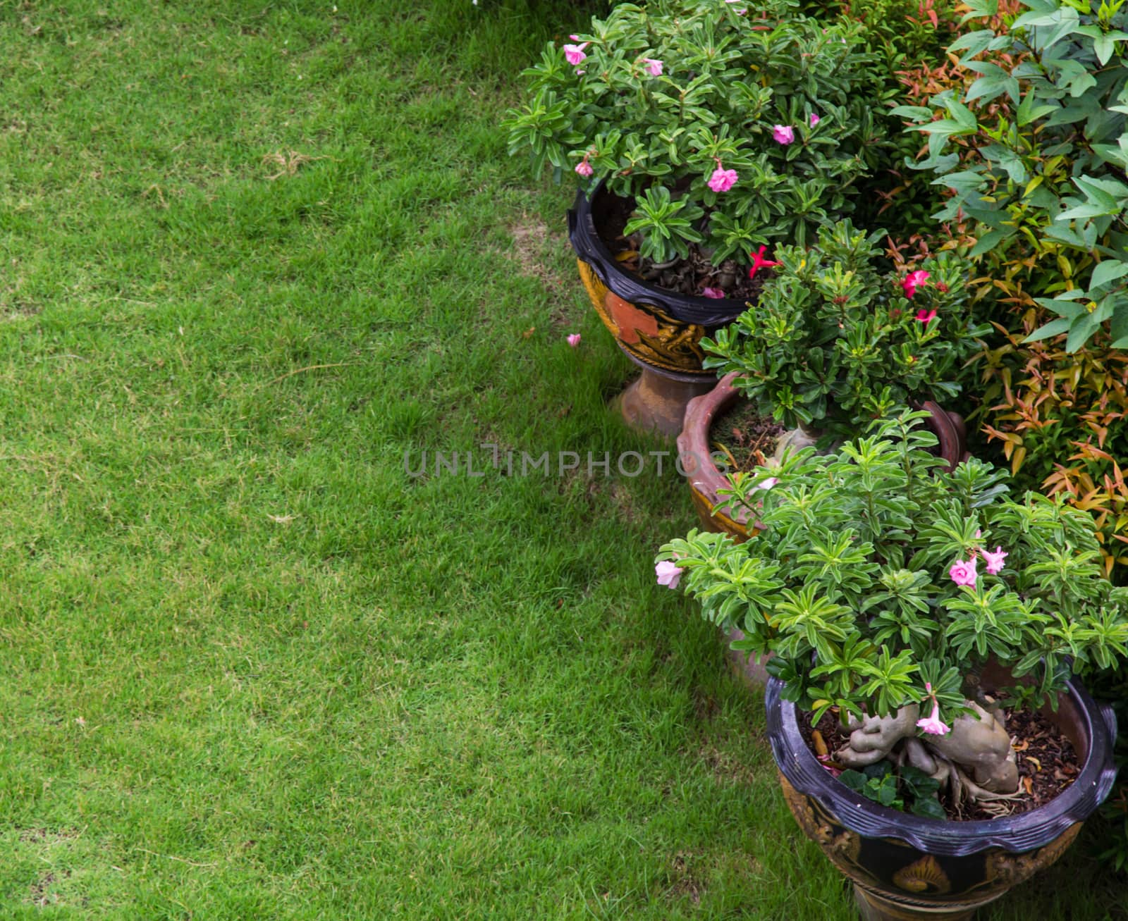 Garden with grass growing and decor flower