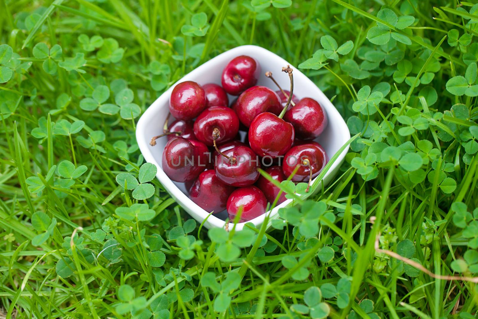 Cherries in a ceramic bowl on green grass by jannyjus