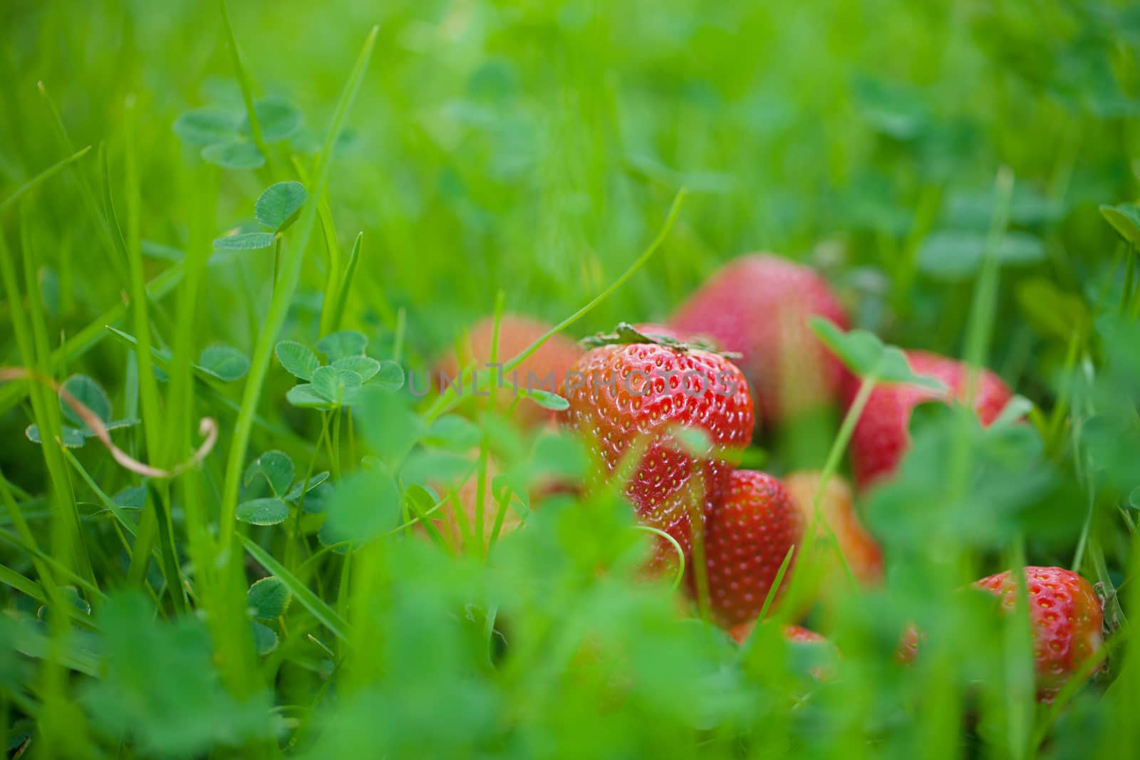 strawberries lying on green grass by jannyjus