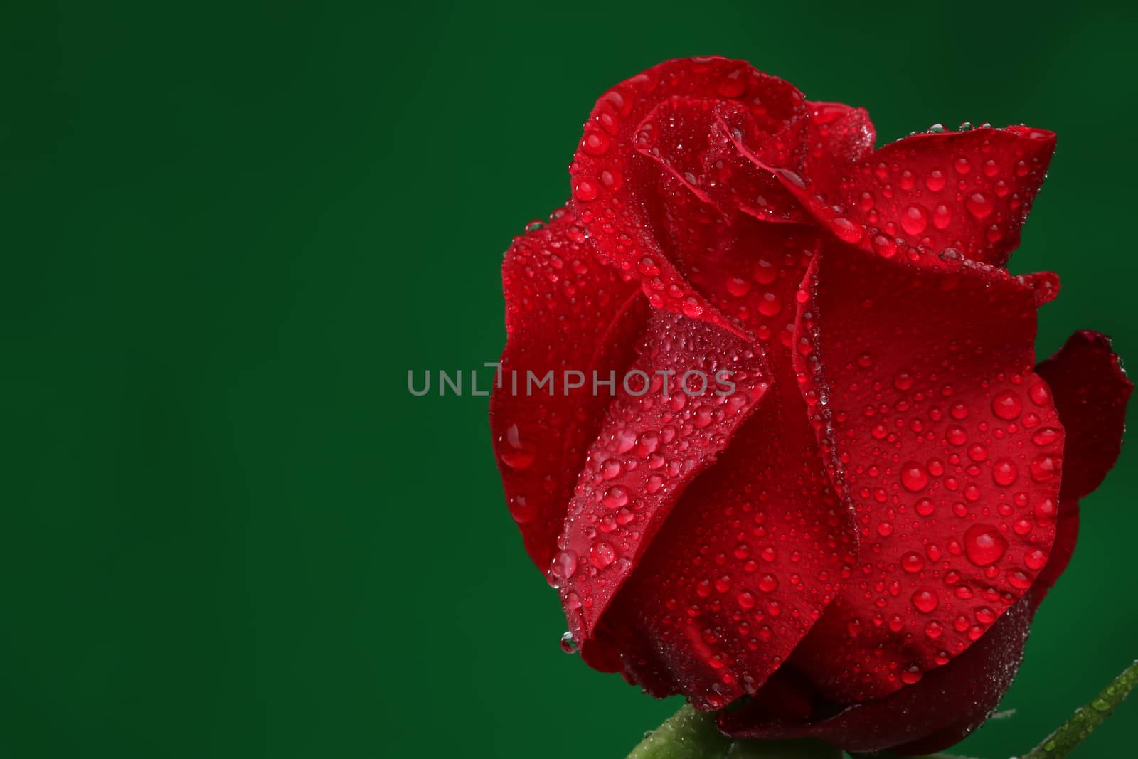 Red rose with lots of water drops. Macro