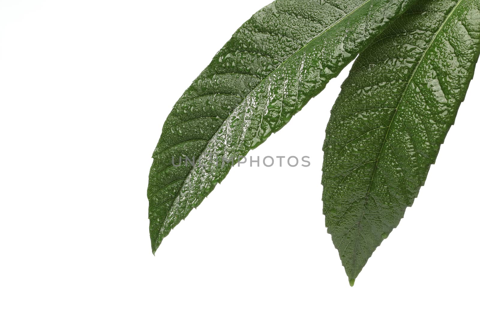 Fresh green leaf isolated on white by Erdosain